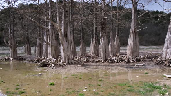 Swamp cypress trees