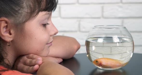 Friendship Fish in Aquarium