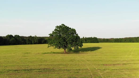 Drone Flying To Lonely Oak Tree in Yellow Field, Top View From Above, Aerial Shot, Vertigo Effect