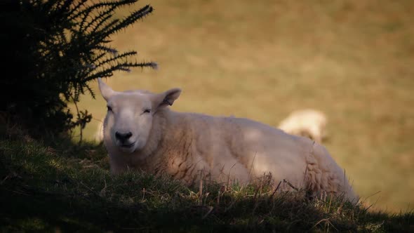 Sheep Rests in Shade on Hot Day