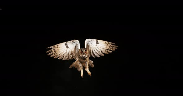 900171 Long Eared Owl, asio otus, Adult in Flight, Normandy in France, Slow Motion 4K