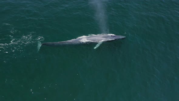 The Aerial Survey Over the Huge Whale Spraying the Water From His Back and Going Under the Water