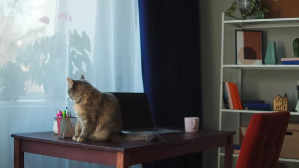 Cat Sitting on Desk in Living Room