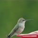 Hummingbird drinking from bird feeder 4K - VideoHive Item for Sale