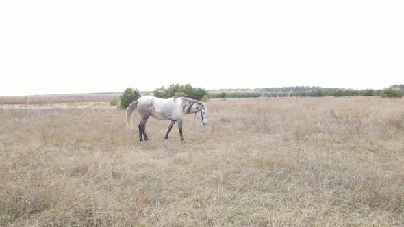 Horse in the Field in Autumn Slow Motion