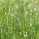 Foreground Dew Drops on the Long Green Grass FHD - VideoHive Item for Sale