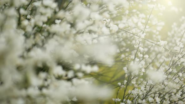 White Flowers In Spring