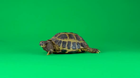 Turtle on a Green Background Screen