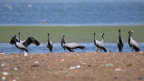 Real Wild Crane Birds in Natural Lakeshore