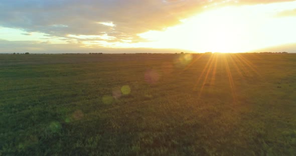 Flight Above Rural Summer Landscape with Endless Yellow Field at Sunny Summer Evening