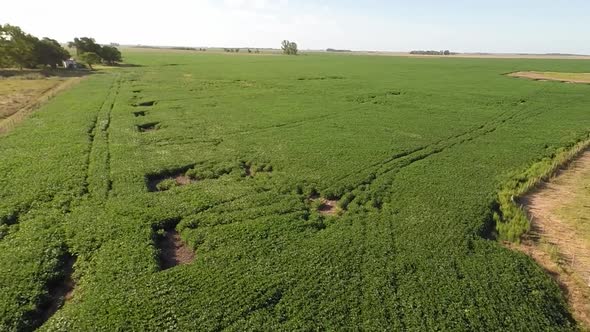 Soy Field 