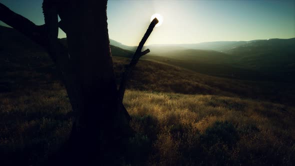 Old Tree Stump Trunk on the Hill at Sunset