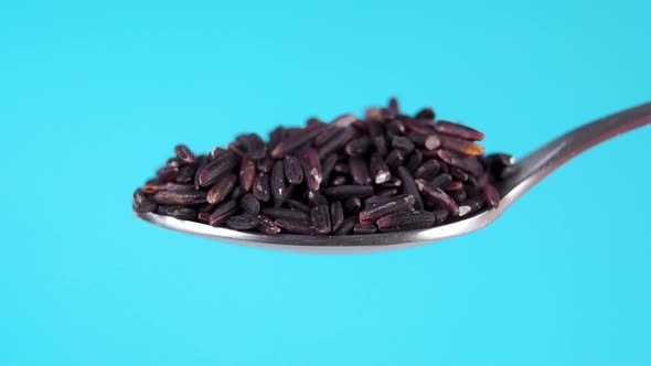 Full metal spoon of black wild rice on a colored blue background. Falling dry grains in slow motion