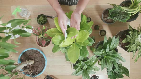 Top View Of Asian Man Cleaning The Plant At Home