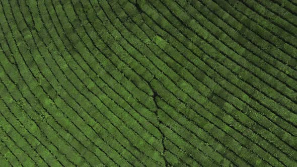 Flight Over Tea Plantation