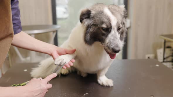 groomer clipping dog paws in grooming salon.