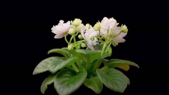 Time Lapse of Growing and Opening White Saintpaulia African Violet