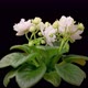 Time Lapse of Growing and Opening White Saintpaulia African Violet - VideoHive Item for Sale