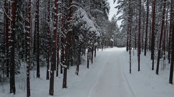 Flying Through Snowy Pine Trees in Forest During Winter