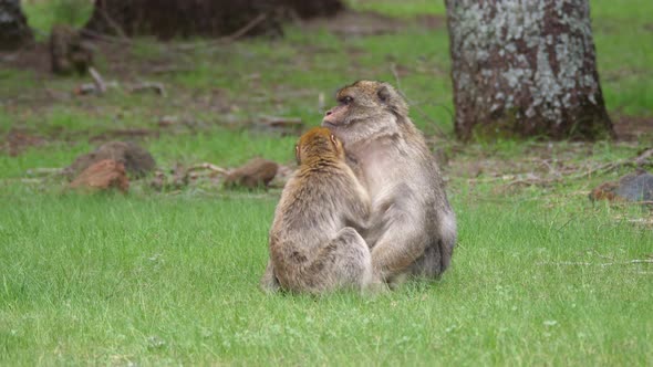 Barbary ape grooming and eating fleas