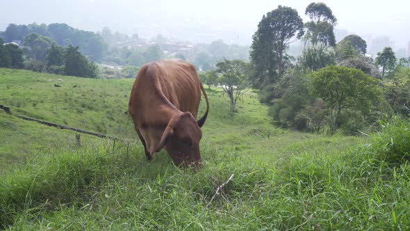 Brown cow eating happily on a farm recorded in a general shot with a nice landscape