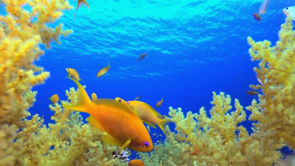 Coral Garden Orange Fish