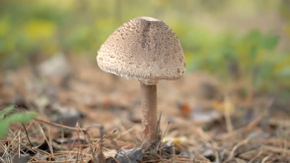 Dangerous Poison Toxic Fungi In Woodland. Dry Forest In Meadow. Toadstool Mushrooms In Autumn.