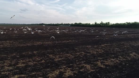 Aerial View Video Footage of Birds Flying Over the Field