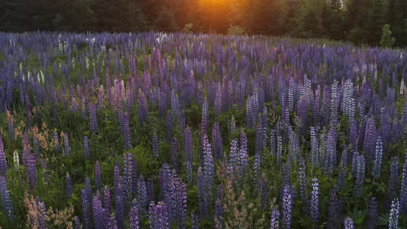 Beautiful Slow Pan Up of a Beautiful Field of Lupine Flowers at Sunset, Mountains in Background, Mai