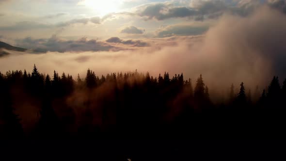 Aerial view: Amazing Thick Morning Fog Covering Mountains Spice and Spruce Forest.