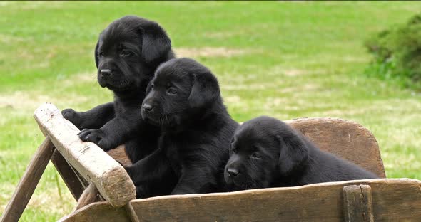 Labrador Retriever, Black Puppies in a Wheelbarrow, Normandy in France, Slow Motion 4K