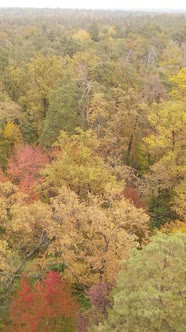 Vertical Video of a Forest in an Autumn Day