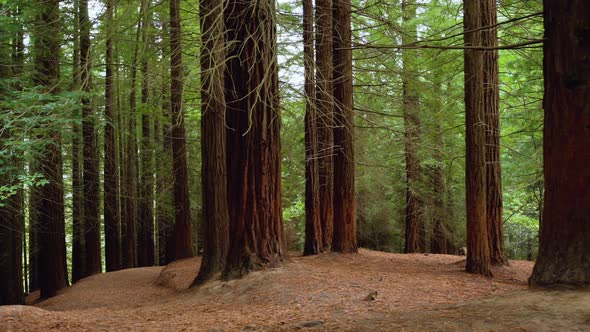 Redwood Forest in Cabezon De La Sal Cantabria Spain