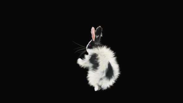 Rabbit Dancing HD