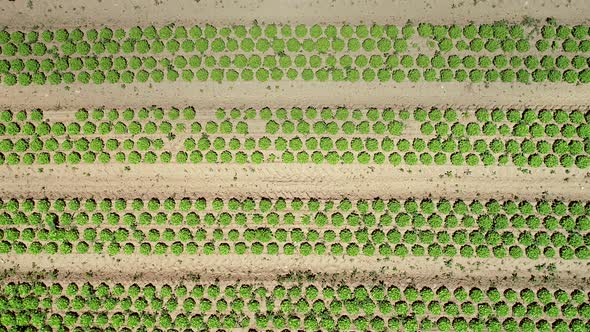 Aerial view of lettuce agriculture in Correze, France.