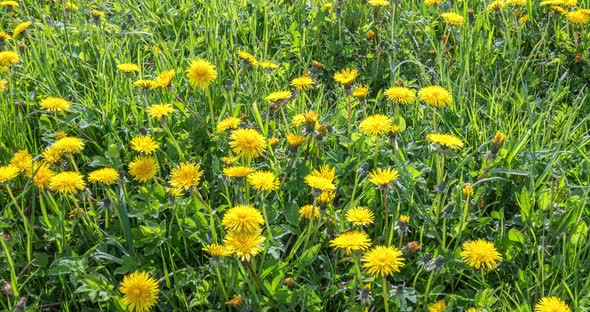 Yellow Dandelion Flowers Blooming in Fresh Green Meadow Spring 4K