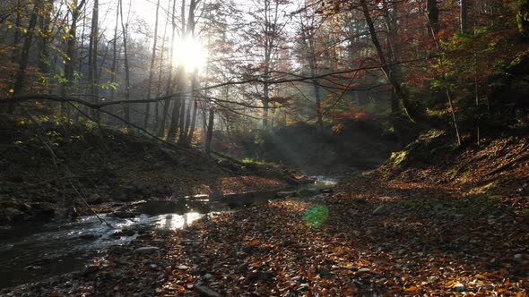 Forest river in the sunlight