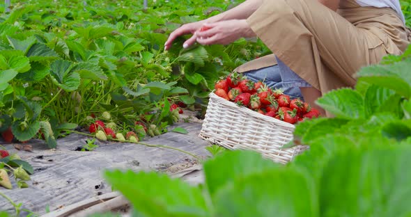 Female Gardener Picking Ripe Organic Strawberries