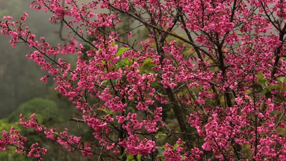 Spring Blossom