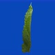 A Mint Leaf Rolling on the Blue Chromakey Background - VideoHive Item for Sale