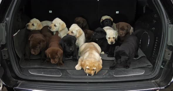 Yellow, Brown and Black Labrador Retriever, Puppies in the Trunk of a Car, Normandy in France