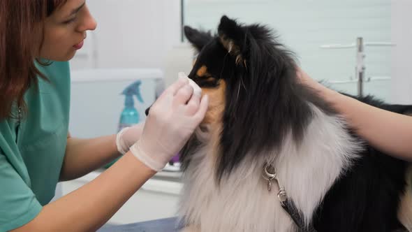 Veterinarian Wiping Eyes of Collie in Vet Clinic