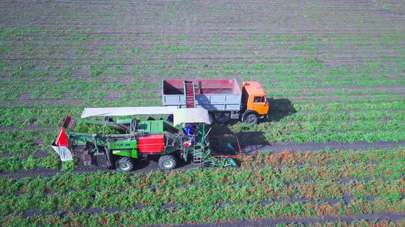 Agriculture. Harvesting a Tomato To Produce Tomato Paste