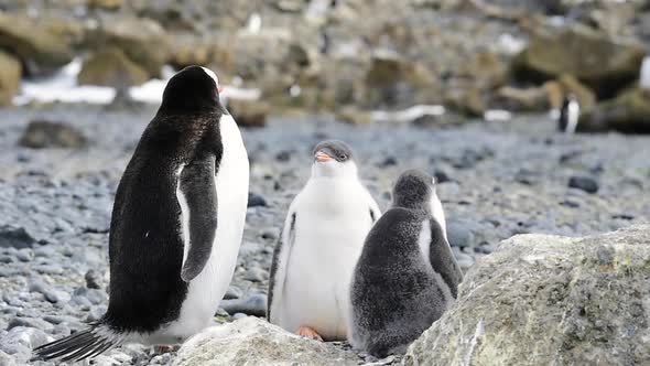 Gentoo Penguins on the Nest in Antarctica