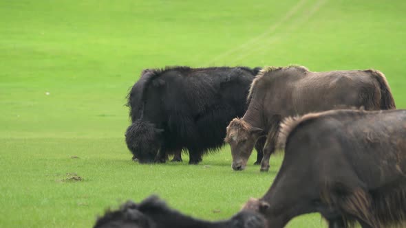 Black and Brown Yaks Grazing in the Meadow