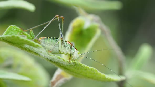 Green Grasshopper Sitting on Leaf. Insect Eating Something