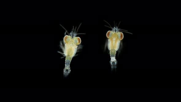 Crustacea Mysida Idiomysis Sp