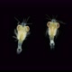 Crustacea Mysida Idiomysis Sp - VideoHive Item for Sale
