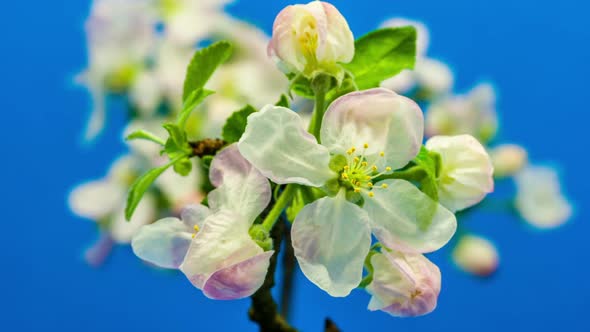 Apple Flower Blossoms