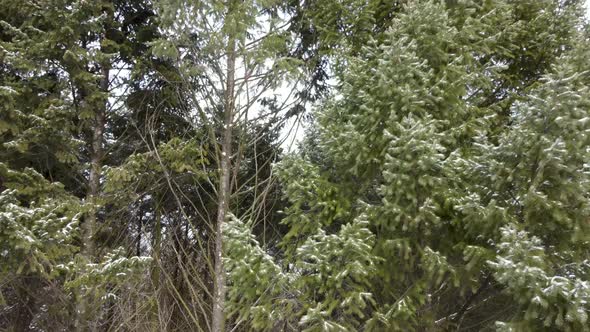 Evergreen pine tree branches, winter aerial view